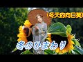 冬のひまわり(冬天的向日葵)---鄧麗君 Teresa Teng テレサ テン