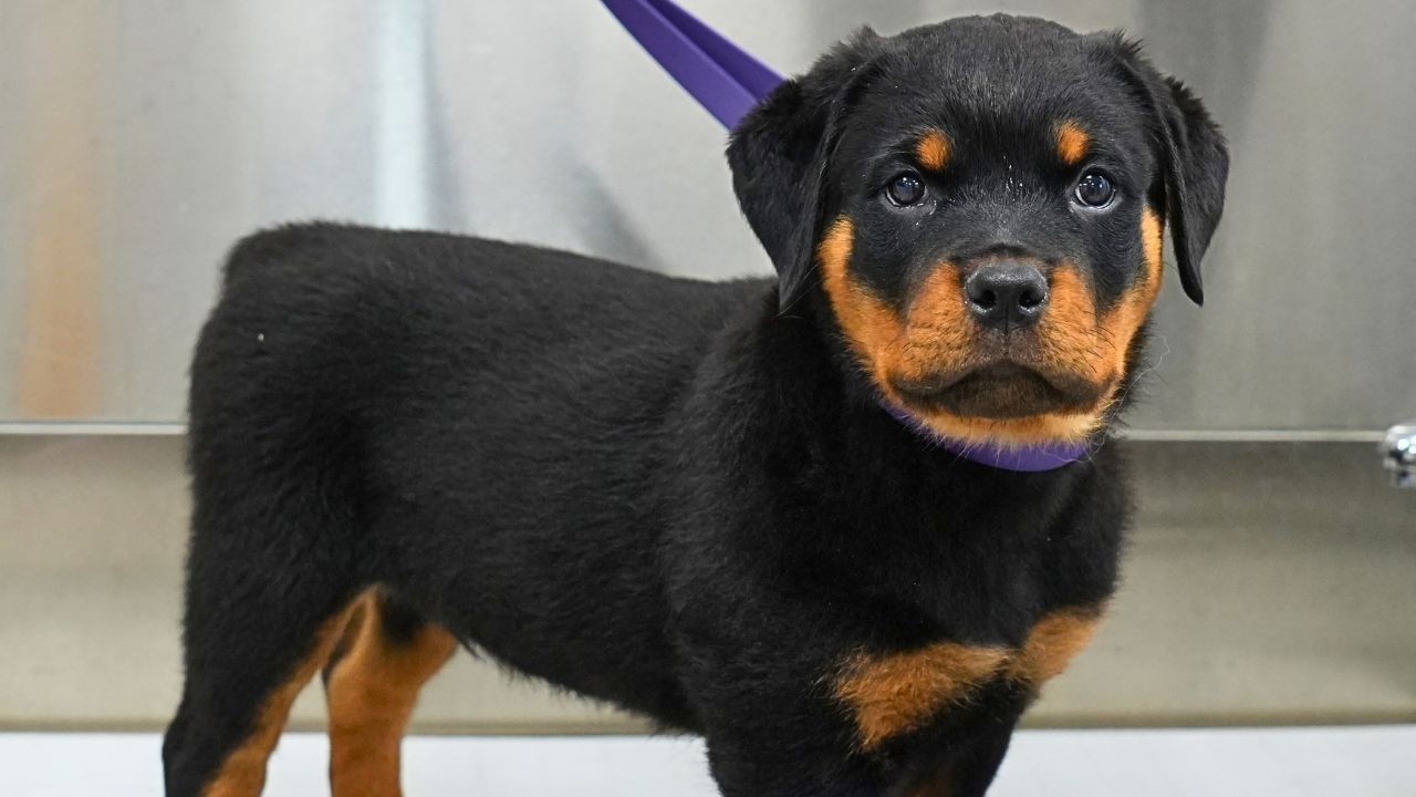 I Groomed A Rottweiler Puppy...He's Just a Baby 😭❤️