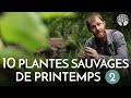 10 plantes sauvages  cueillir fin de printemps