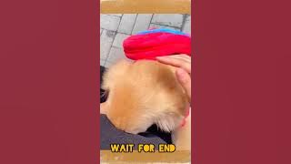 ANIMAL FUNNY VIDEO 🤣 VERY FUNNY VIDEO.   WAIT FOR END 🔚#animals #catvideos #funny #funny #viralvideo