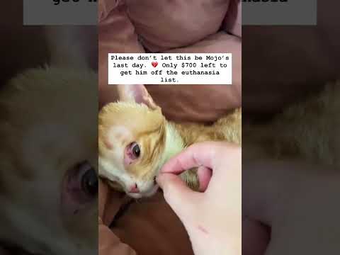 #creatorsearchinsights #Veterinary #foryou #catrescue #animalrescue thumbnail