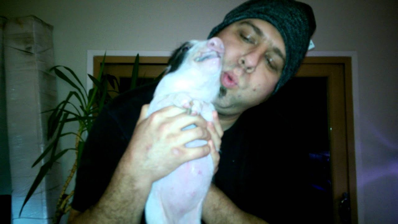 Screaming pig, and she cried wee wee wee all the way home.