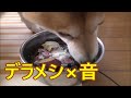 【ASMR】　柴犬小春　デラックス飯編　飯テロ　DOG EATING DRYFOOD VER 音フェチ