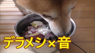 【ASMR】　柴犬小春　デラックス飯編　飯テロ　DOG EATING DRYFOOD VER 音フェチ