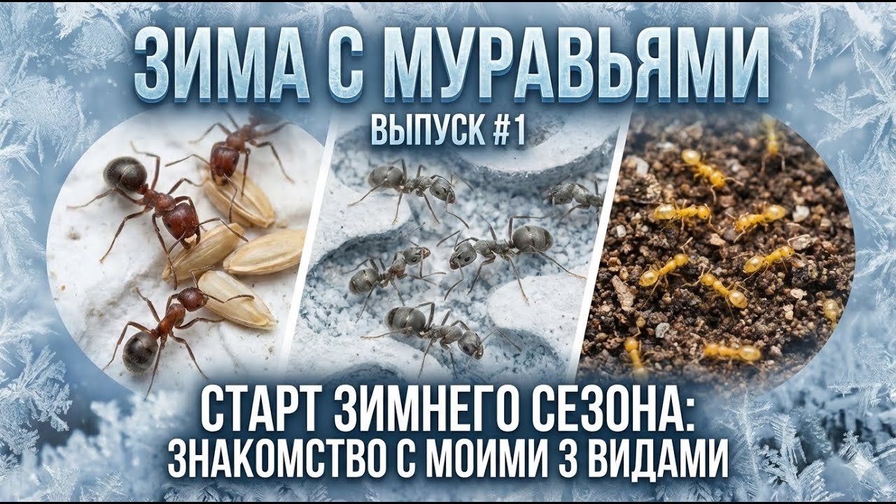 Старт зимнего сезона: знакомство с моими 3 видами | Зима с муравьями (Выпуск №1)