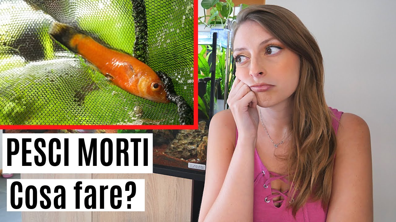 Cosa fare e cosa succede quando MUOIONO i PESCI in acquario? 🐠☠️ - YouTube