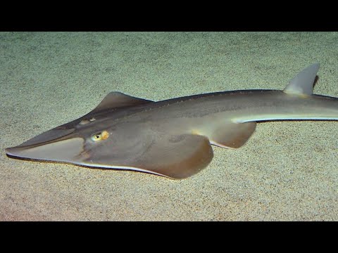 Video: Zijn shovelnose haaien gevaarlijk?