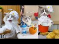 That little puff  cats make food   kitty god  others  tiktok 2024 14