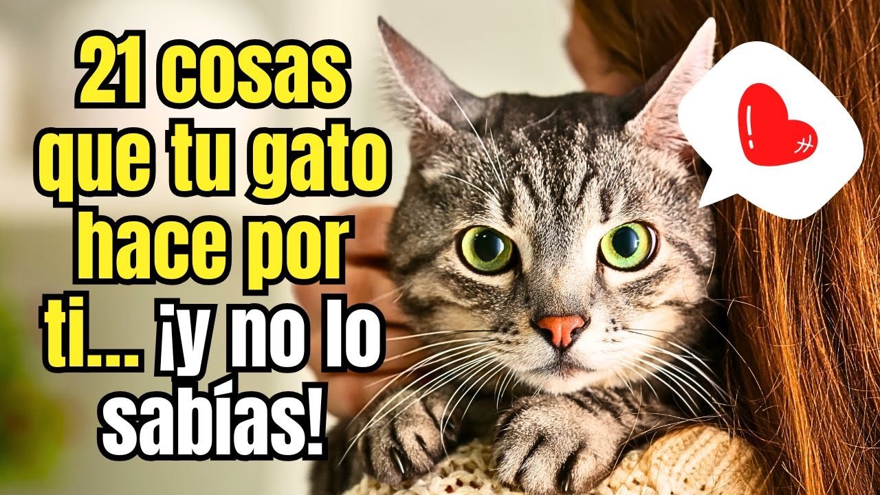 21 Cosas que Tu Gato Hace por Ti… y No lo Sabes | La Verdad Detrás de su Amor Silencioso