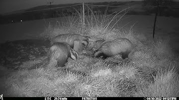 New Forest Explorers Guide - Badger cubs in the days after first emergence above ground