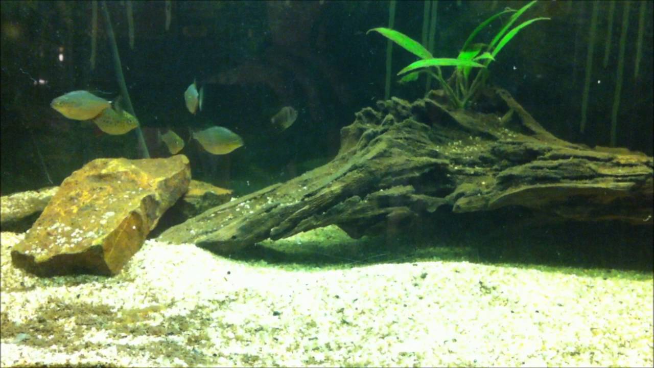camera iphone 8 plus apk Comment nourrir des piranhas + nourrissage au poisson vivant et rat décongelé