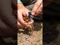 Mole Cricket POV: What’s Hiding Beneath the Ground?😌