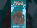 深海のアイドル捕れた!メンダコ Japanese flapjack octopus, Exsuperoteuthis depressa 加藤英明【公式】かとチャン