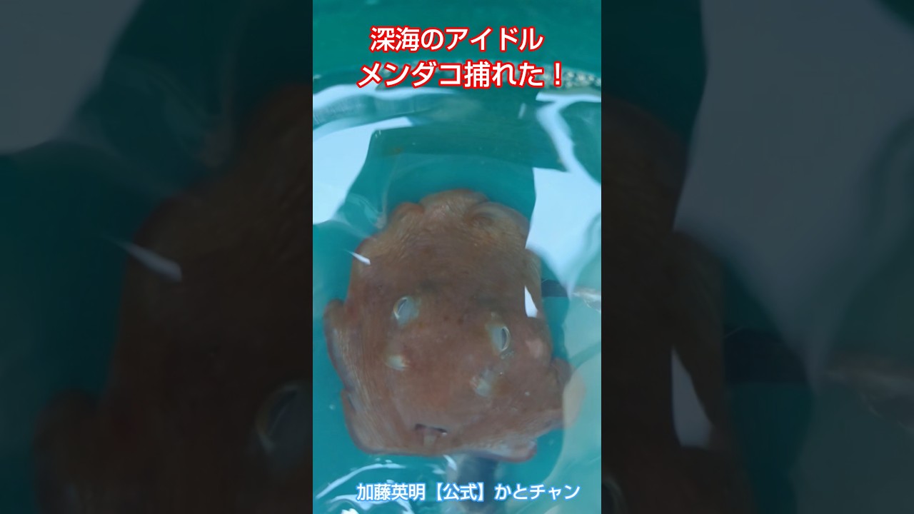 深海のアイドル捕れた!メンダコ Japanese flapjack octopus, Exsuperoteuthis depressa 加藤英明【公式】かとチャン
