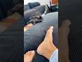 Cute cat dance😺 #reels #cat #catvideos #funnycatvideos #shorts #trendingshorts #ytcat #funny #cute