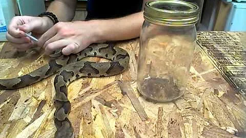 How to Preserve a Dead Snake in Alcohol - DayDayNews