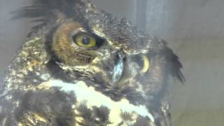 Silly Owls at the St. Louis Zoo