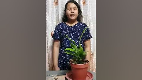 Number 3 Performance Task in Science 4-Gabinay Online (Chelsea Quijano)