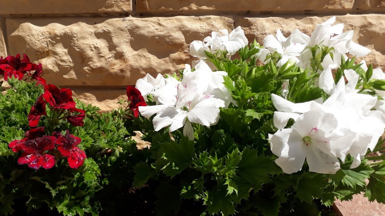 Ceylan gözü sardunya dikimi /Sardunya Bakımları/Bahçe çiçekleri
