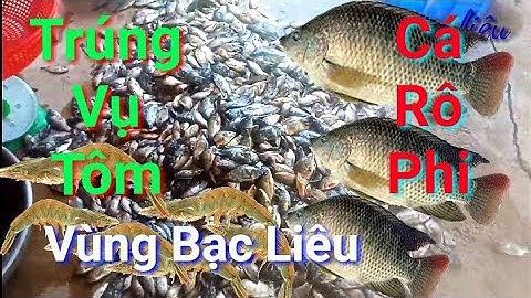 Đi bắt cá rô phi và tôm ở vùng nước mặn bạc liêu ham Không muốn về