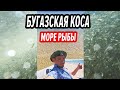 БУГАЗСКАЯ КОСА Анапа ДЕЛЬФИНЫ  - самое чистое море в Благовещенской. Рыбалка