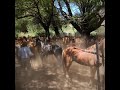 Cabalgatas Mendoza / Malargue