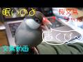 眠そうな桜文鳥ほーちゃん、あくびする　文鳥動画