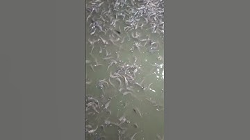 see the condition of the catfish seeds #catfish #shorts #short #shortvideo #subscribe #ytshorts