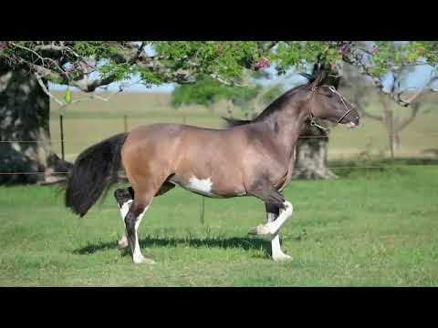 LOTE 03 - BASCA LAGERTHA