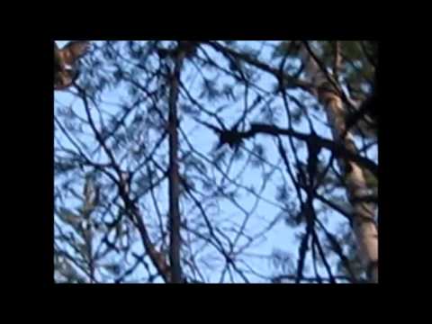 Video: Grouse (fritillaria) (42 Foto's): Beskrywing Van Die Persiese En Mikhailovsky -spesie. Bolle. Fritillaria Het Vervaag - Wat Om Te Doen? 