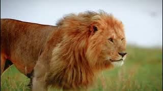 sonwyr - wealth (even slowed)