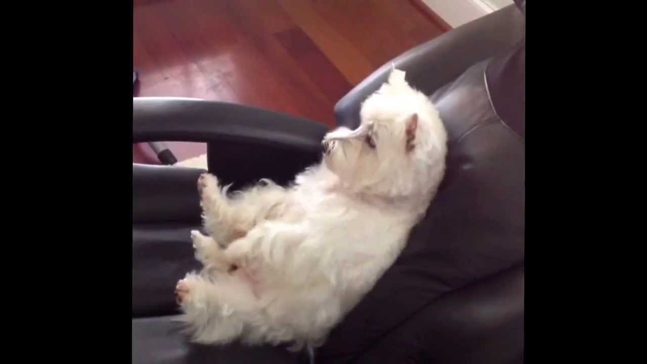 sinus infection in cats home remedies