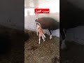 الم تر كيف فعل ربك باصحاب الفيل الم يجعل كيدهم في تضليل وارسل عليهم طيرا ابابيل اكسبلور Arabia الم تر كيف فعل ربك باصحاب الفيل الم يجعل كيدهم في تضليل وارسل عليهم طيرا ابابيل اكسبلور Arabia