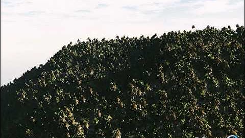 Vue 8 Forested Coast Test