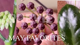 My Hoya May Favorites Promise Rodriguez