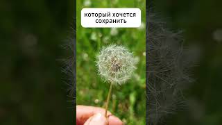 Одуванчик и солнце 🌼#одуванчики #рассвет #весна #май #майскоеутро #dandelion #sunrise #nature