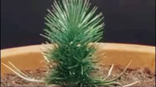 "From Seed to Sprout: Time-Lapse Journey How to Grow a Pine Tree (Day 1-300) awesome Green Growth