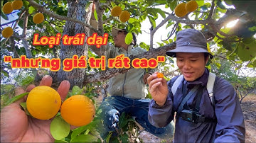 Lên rừng thu hoạch trái cây cùng mấy anh em trong thôn