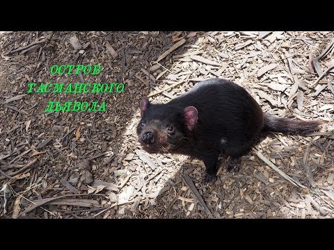 Video: Tasmanian Devil. Տեսակների որոշ առանձնահատկություններ