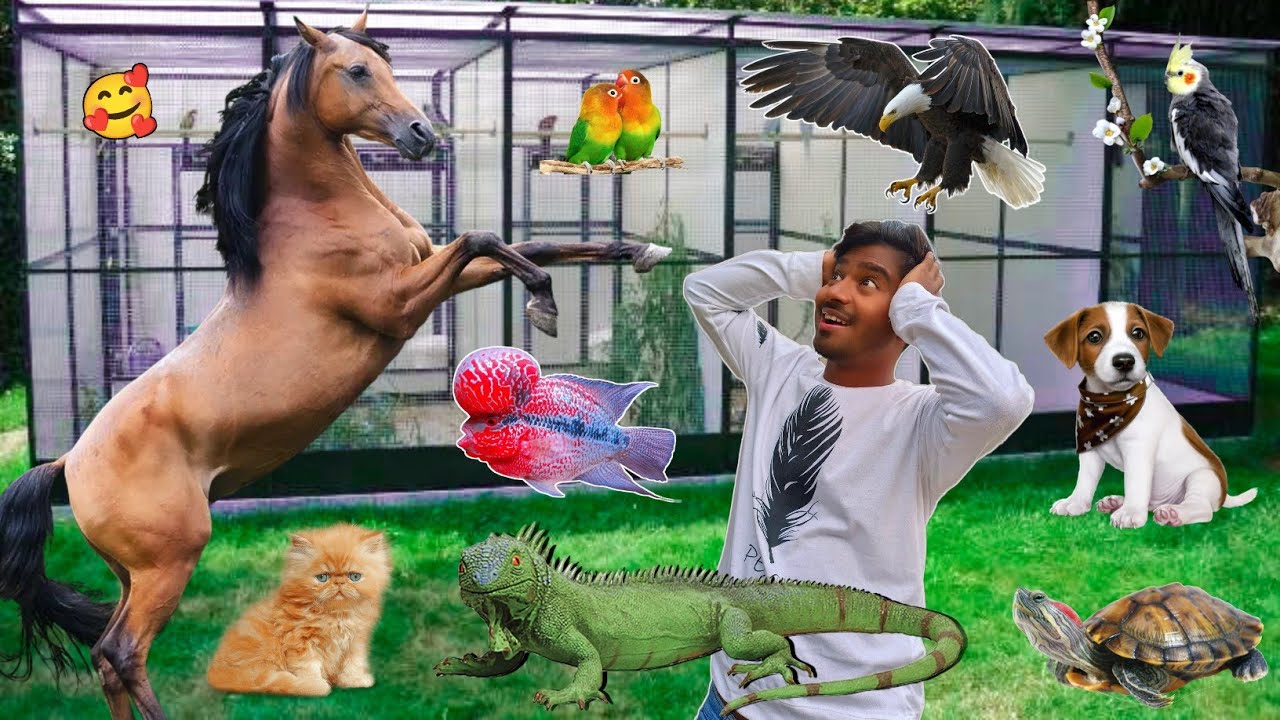 Our Upcoming Pets In 