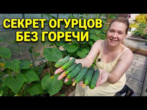 How to Grow Sweet, Bitter-Free Cucumbers: Best Fertilizer and Variety Selection