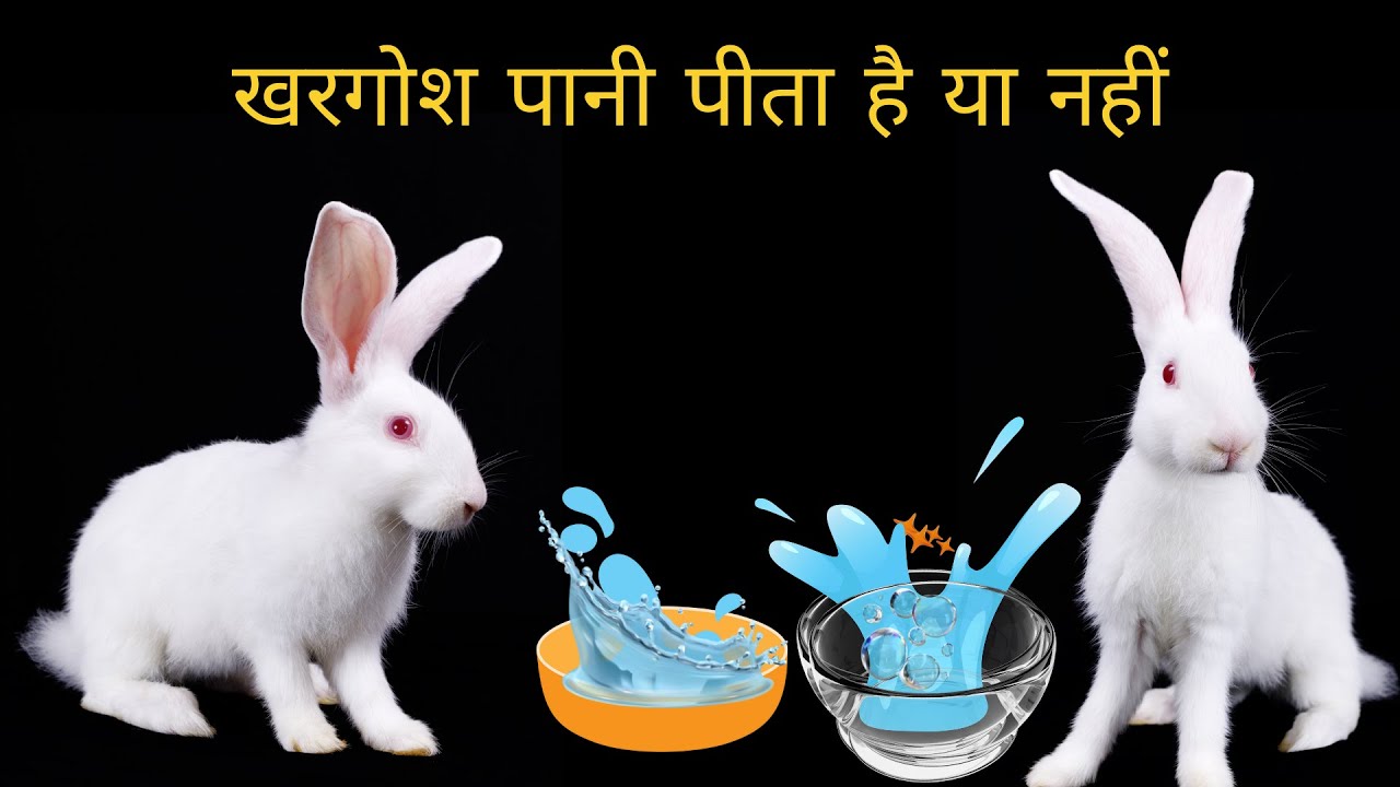 खरगोश पानी पीता है कि नहीं देखें do bunnies drink water Rabbit