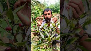 গাছভর্তি রঙিন মরিচ! 🌶️ বাগানের এ কেমন বিস্ময়? | Black to Red Chili Transformation #Trending #chili