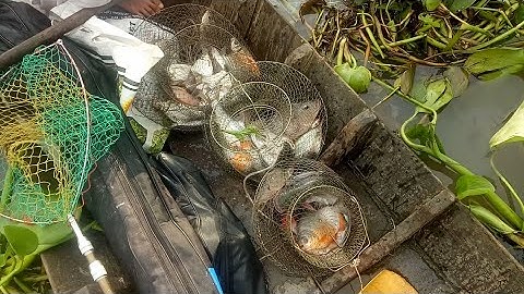 Câu cá vàm Thới An tập 2 | Lên cá Tra, cá Cóc, cá Chim | cá ăn quá xá rồi mọi người ơi | Video 60.