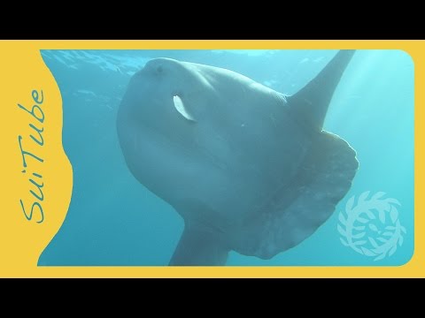 Ocean Sunfish, Japan Ocean Sunfish, Japan