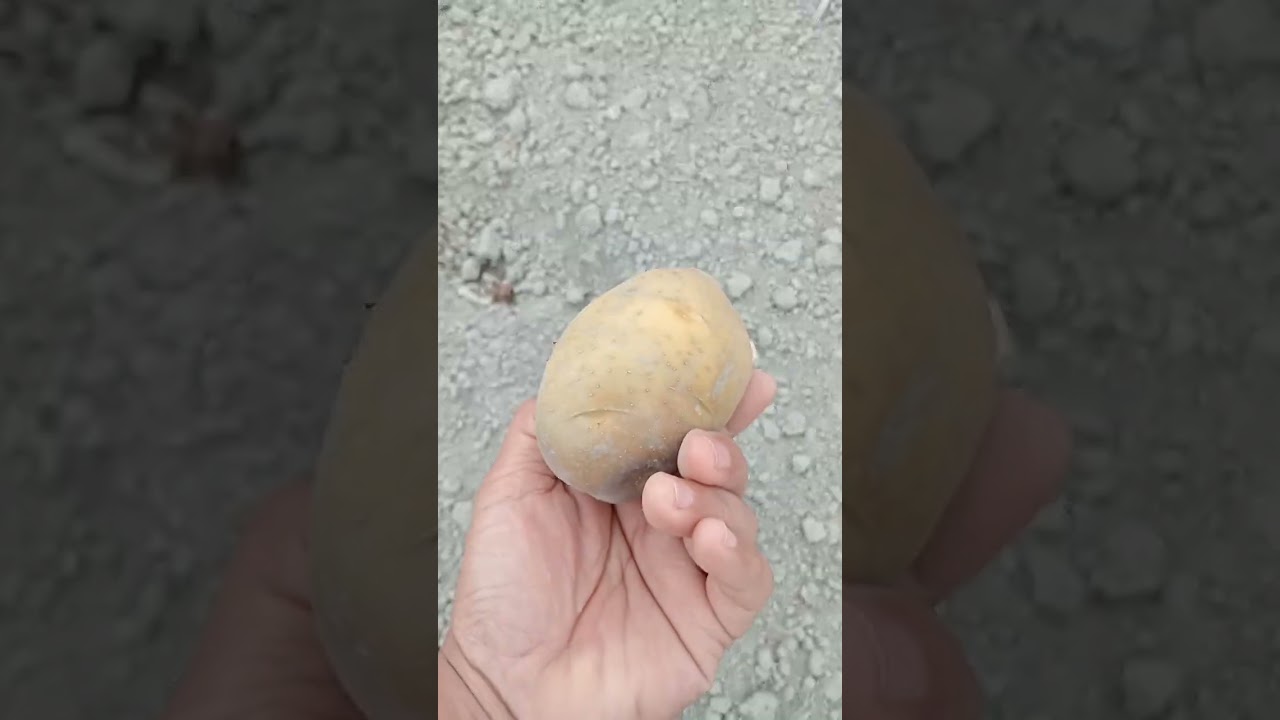 มันฝรั่ง