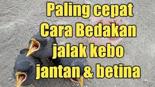Download Lagu cara cepat bedakan jalak kebo jantan dan betinanya MP3