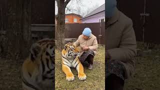 Тигруля мой #animals #животные #funny #собака #tiger #lion #cute #zoo 😍