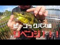 ついにピーコックバスが!?スネークヘッドが?淡水ルアーでシンガポールを攻める!20話