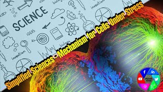 Simplified Sciences - Mechanism for Cells Under Stress